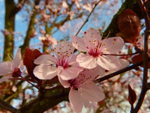 almond-blossom-5289